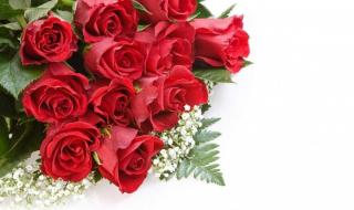 真实路易十四玫瑰花的种植方法 路易十四玫瑰花